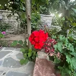 Arpet Guest house 3*